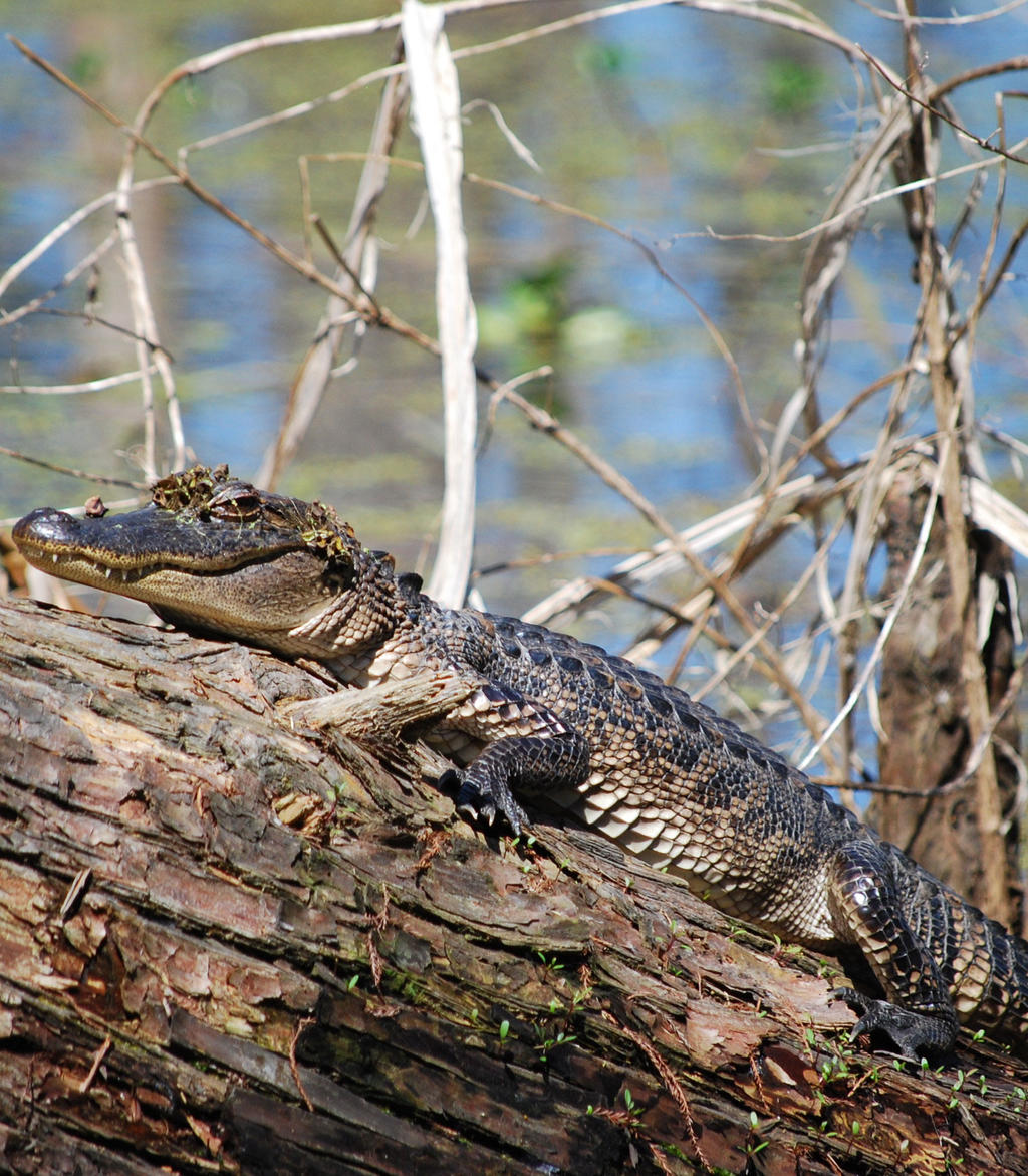 Creole Nature Trail
